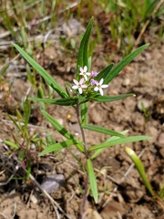 Collomia linearis