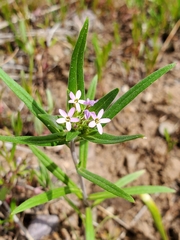 Collomia linearis