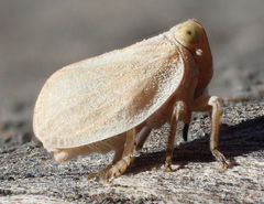 Agalmatium bilobum