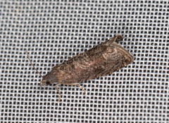 Grapholita funebrana