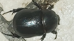 Pentodon bidens punctatus