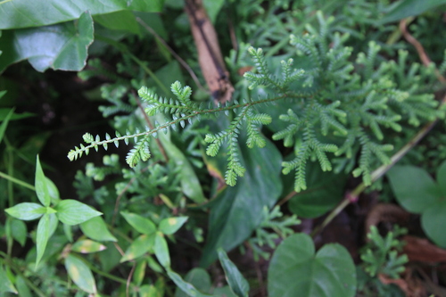 Plumed spikemoss (Selaginella plumosa)