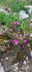 Pedicularis elegans