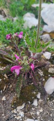 Pedicularis elegans