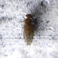 Lachesillidae