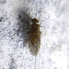 Lachesillidae