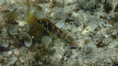 Halichoeres margaritaceus