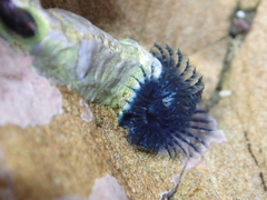 Spirobranchus cariniferus