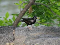 Sturnus vulgaris