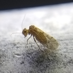 Lachesillidae