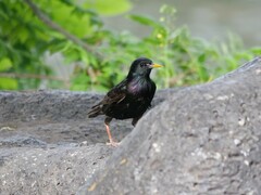 Sturnus vulgaris
