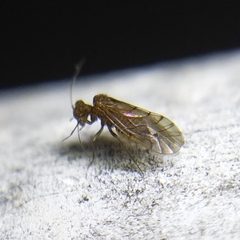 Lachesillidae