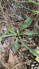 Cirsium carolinianum