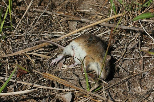 Marsh Rice Rat