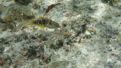 Halichoeres margaritaceus