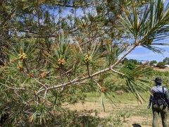 Pinaceae