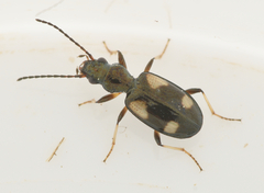 Bembidion quadrimaculatum