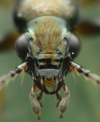 Bembidion quadrimaculatum