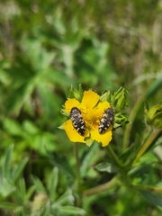 Acmaeodera diffusa