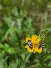 Acmaeodera diffusa