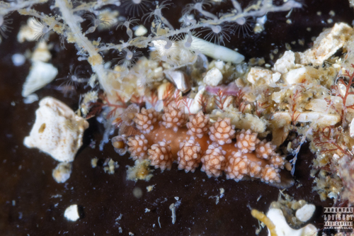 Doto fragilis