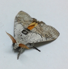 Calliteara horsfieldii