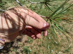 Pinaceae