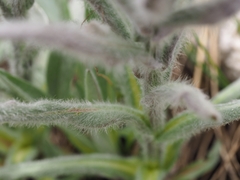 Cynoglossum magellense