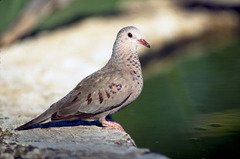 Common Ground-Dove photo 1
