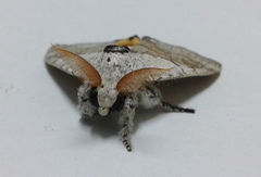 Calliteara horsfieldii