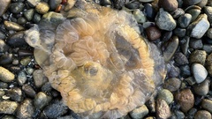 Phacellophora camtschatica