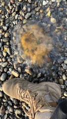 Phacellophora camtschatica