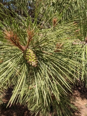 Pinaceae