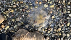 Phacellophora camtschatica