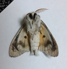 Calliteara horsfieldii