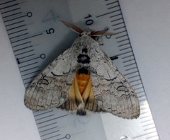 Calliteara horsfieldii