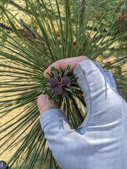 Pinus