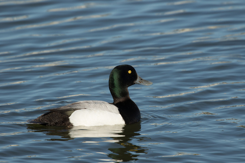 Porrón bastardo (Aythya marila)