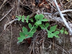 Sonchus latifolius