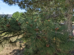 Pinus