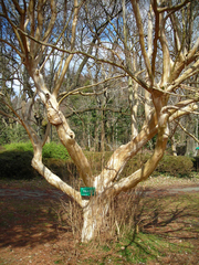 Lagerstroemia indica