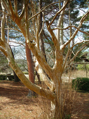 Lagerstroemia indica