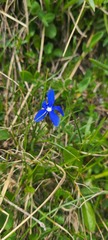 Gentiana verna