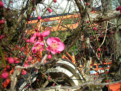 Prunus mume