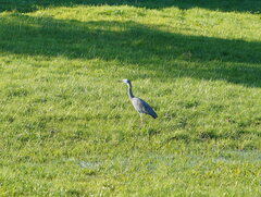 Egretta novaehollandiae