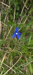 Gentiana verna