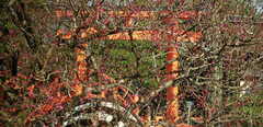 Prunus mume