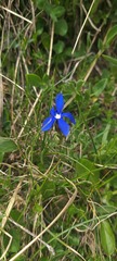 Gentiana verna