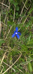 Gentiana verna
