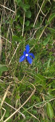 Gentiana verna
